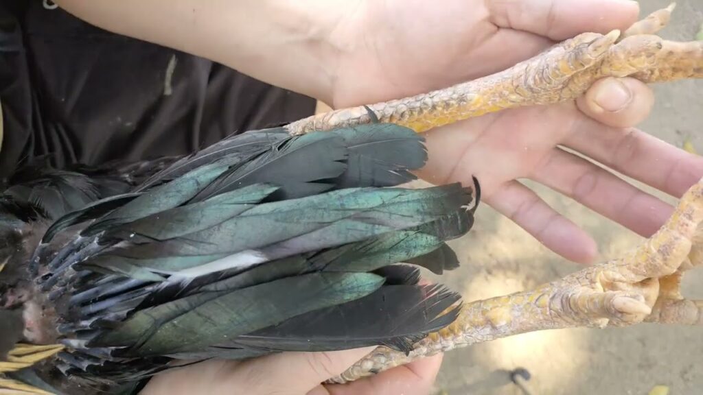 Tổng hợp 78 vảy gà tốt nên chọi tăng cơ hội thắng trên sân 6 Lợi ích khi chọn đúng dòng 78 vảy gà tốt nên chọi