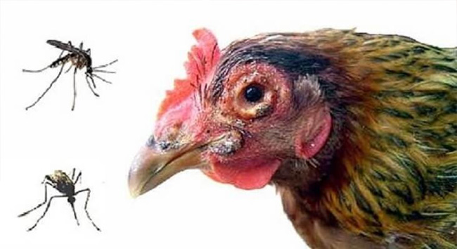 Tổng hợp các bệnh thường gặp ở gà chọi nguy hiểm nhất 7 Bệnh do thiếu khoáng cũng là một trong các bệnh thường gặp ở gà chọi