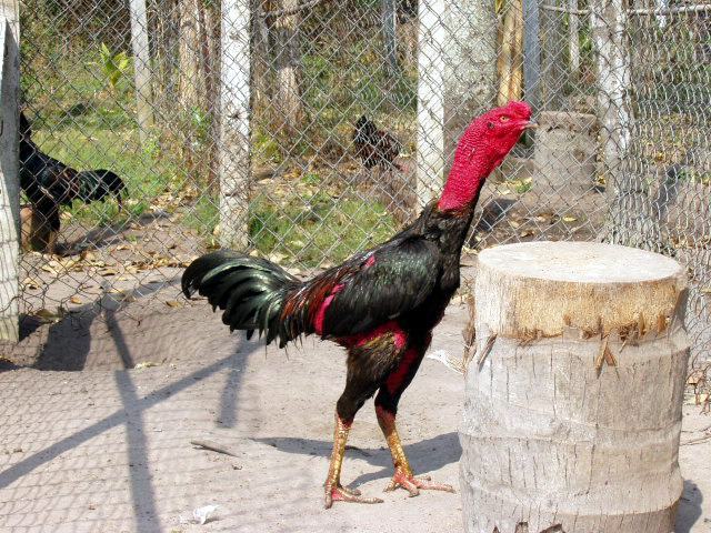 Tổng hợp các bệnh thường gặp ở gà chọi nguy hiểm nhất 8 Nhận biết các bệnh thường gặp ở gà chọi nguy hiểm để có cách phòng ngừa