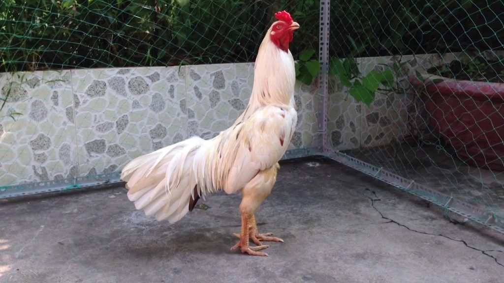 Gà bướm - Tìm hiểu về giống chiến kê có ngoại hình đặc biệt 5 Gà dòng “Bướm Trắng” thuần chủng sở hữu bộ lông trắng muốt