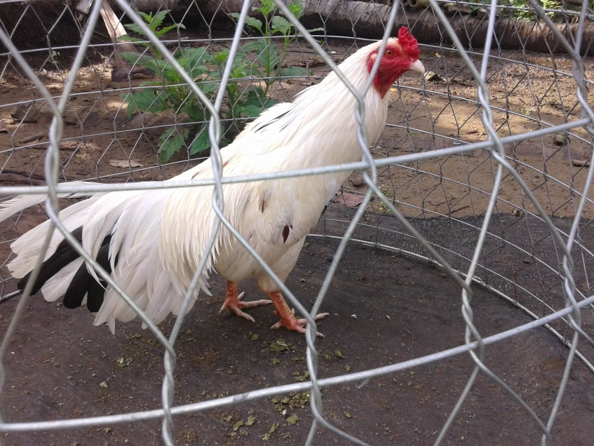 Gà bướm - Tìm hiểu về giống chiến kê có ngoại hình đặc biệt 6 Việc nắm bắt chi tiết thông tin loại gà sẽ giúp sư kê dễ dàng chọn lựa