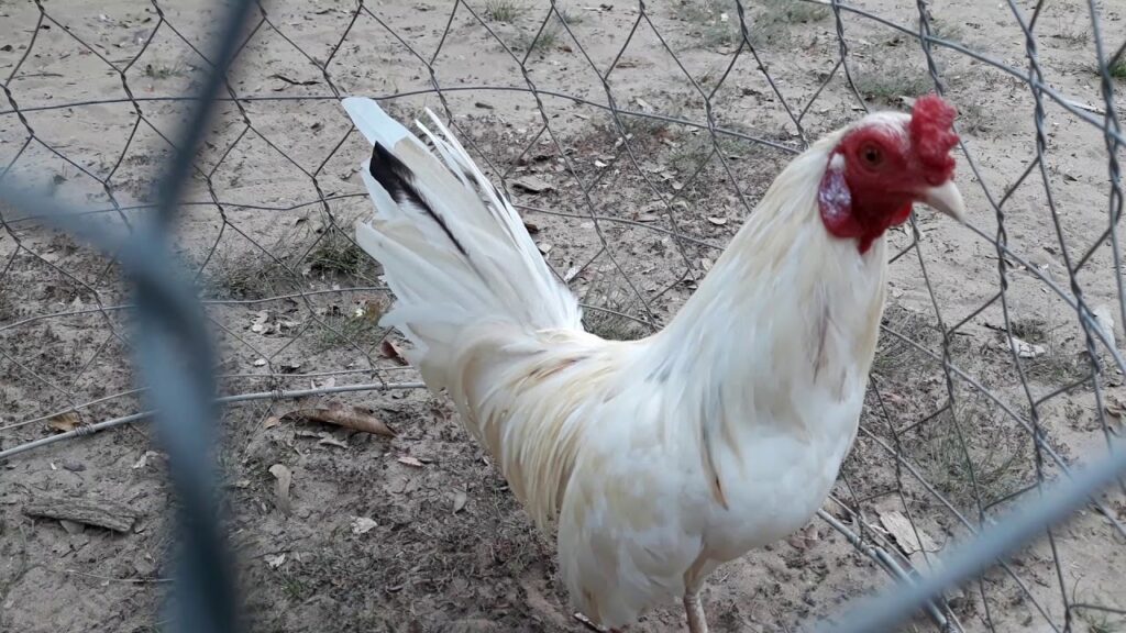 Gà bướm đá ngày nào tốt? Cách xem ngày đẹp cho gà bướm đá 6 Ngày nào trong tháng là ngày gà bướm đá tốt? Lựa chọn ngày đẹp cho gà bướm đá