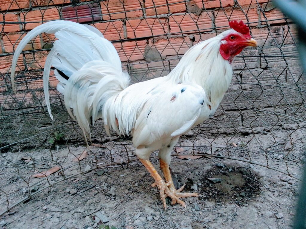 Gà bướm đá ngày nào tốt? Cách xem ngày đẹp cho gà bướm đá 7 Các yếu tố khác ảnh hưởng đến ngày gà bướm đá