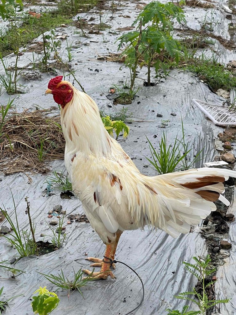 Gà bướm đá ngày nào tốt? Cách xem ngày đẹp cho gà bướm đá 8 Cần lưu ý gì khi chọn gà bướm đá?