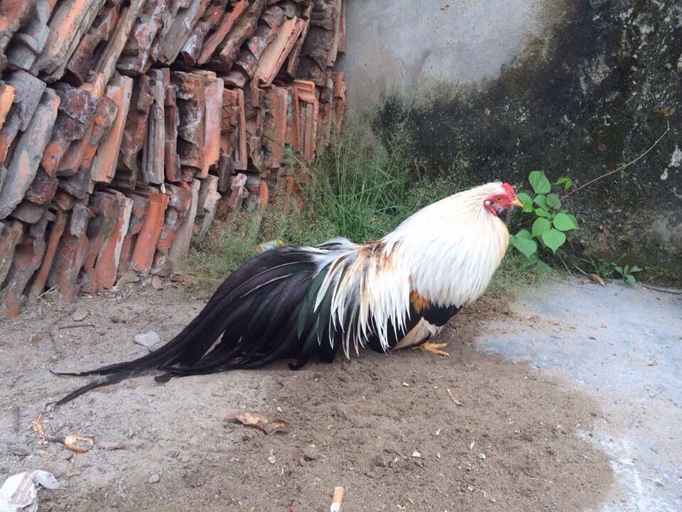 Gà chuối - Khám phá dòng gà đá đặc biệt trong giới 5 Gà chuối được giới sư kê đánh giá cao về khả năng chiến đấu đầy ấn tượng