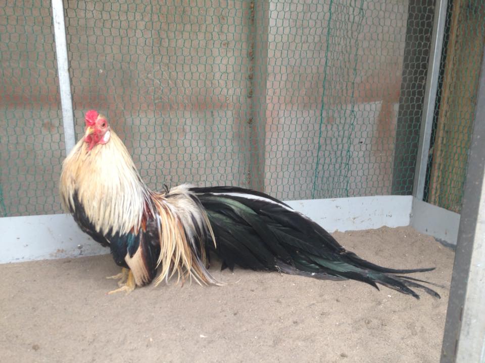 Gà chuối - Khám phá dòng gà đá đặc biệt trong giới 6 Tổng hợp những giống gà chuối thường gặp