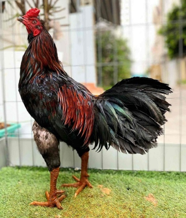 Tìm hiểu đầy đủ các thông tin chuẩn về sư kê Mít Trà Cú 7 Chiến kê Cọp dũng mãnh của sư kê Mít Trà Cú