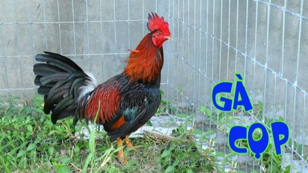 Tìm hiểu đầy đủ các thông tin chuẩn về sư kê Mít Trà Cú 8 Chiến kê Xanh Râu của sư kê Mít Trà Cú