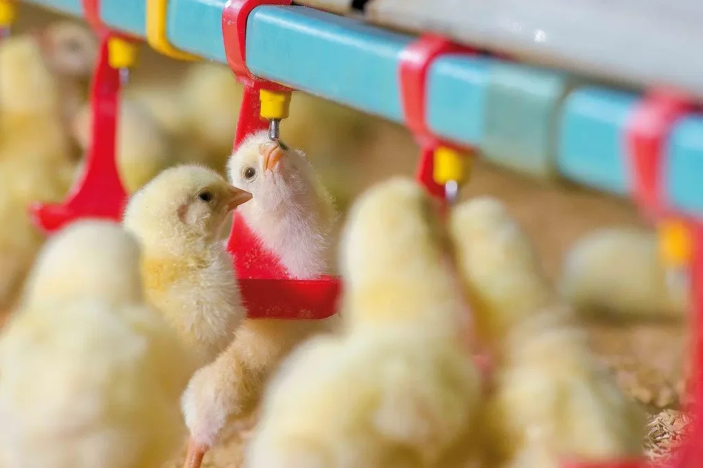 Thuốc úm gà con - Tìm hiểu công dụng và cách dùng chuẩn 6 Tổng hợp những công dụng tuyệt vời khi dùng thuốc úm gà con