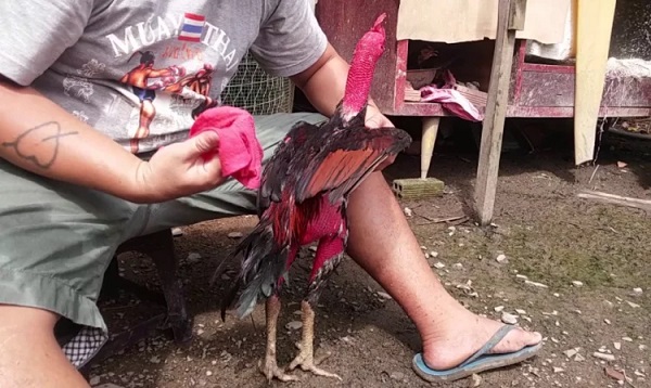 Hướng dẫn cách nuôi gà chọi thành chiến kê siêu mạnh mẽ 7 Cách nuôi gà chọi không thể bỏ qua chế độ chăm sóc