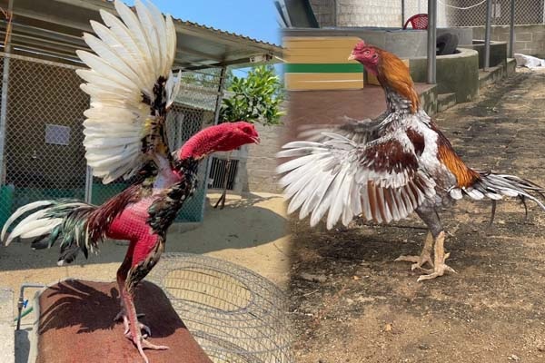 Hướng dẫn cách nuôi gà chọi thành chiến kê siêu mạnh mẽ 8 Dọn dẹp và giữ chuồng trại nuôi gà chọi sạch sẽ