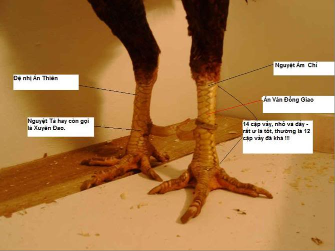 Tìm hiểu về các vảy gà chọi độc hiện nay 6 Đặc điểm nhận dạng và giá trị của các vảy gà chọi độc