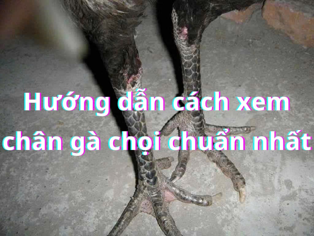 Bí quyết xem chân gà chọi chuẩn xác cho sư kê 5 Xem chân gà chọi chuẩn phải dựa vào nhiều yếu tố