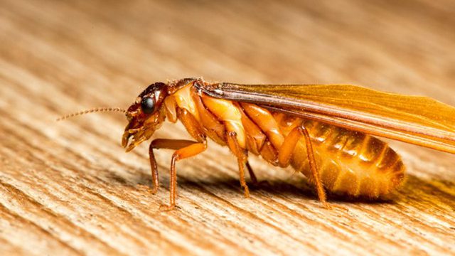 Mơ thấy mối số mấy? Đánh số mấy khi mơ thấy con mối? 5 Mơ thấy mối là điềm báo gì? Nằm mơ thấy con mối tốt hay xấu?