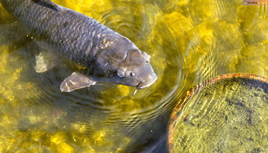 Các luận giải về nằm mơ thấy cá bơi trong nước đánh con gì? 9 Mơ thấy cá bơi trong đầm lầy