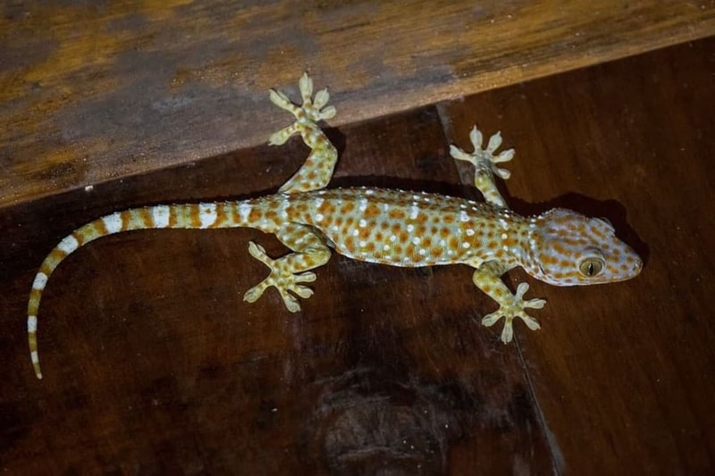 Nằm mơ thấy tắc kè đánh số mấy? Giải mã giấc mơ thấy tắc kè chi tiết 5 Giải mã giấc mơ thấy tắc kè điềm báo tốt hay xấu?