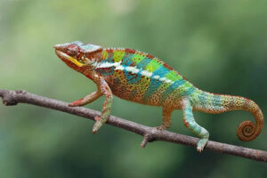 Nằm mơ thấy tắc kè cắn vào tay đánh số nào may mắn?