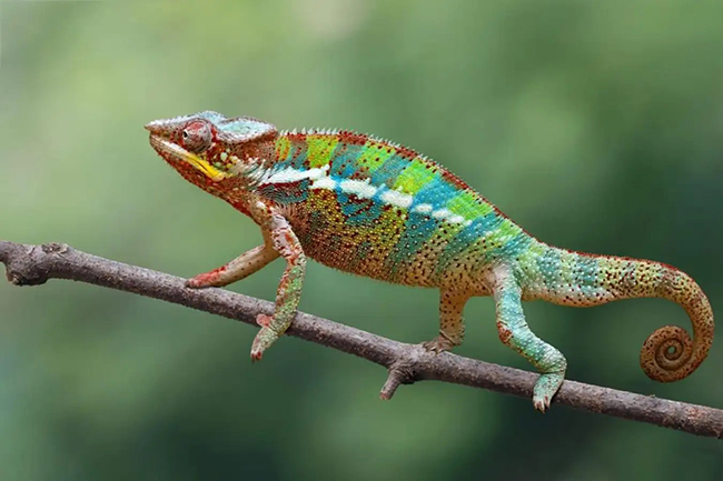 Nằm mơ thấy tắc kè đánh số mấy? Giải mã giấc mơ thấy tắc kè chi tiết 7 Nằm mơ thấy tắc kè cắn vào tay đánh số nào may mắn?