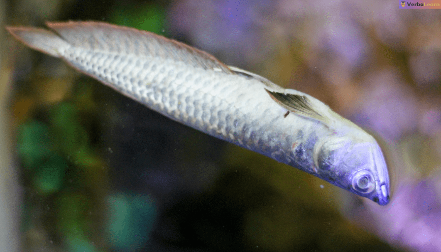 Mơ thấy cá chết là giấc mơ điềm báo gì? Ý nghĩa giấc mơ cá chết