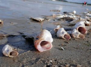 Giải mã chi tiết các giấc mơ cá chết phổ biến nhất