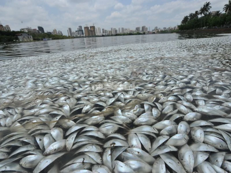 Mơ thấy cá chết trên cạn có ý nghĩa gì?