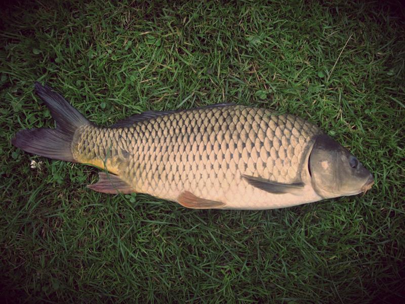 Mơ cá chết rồi sống lại gợi ý con số may mắn nào?