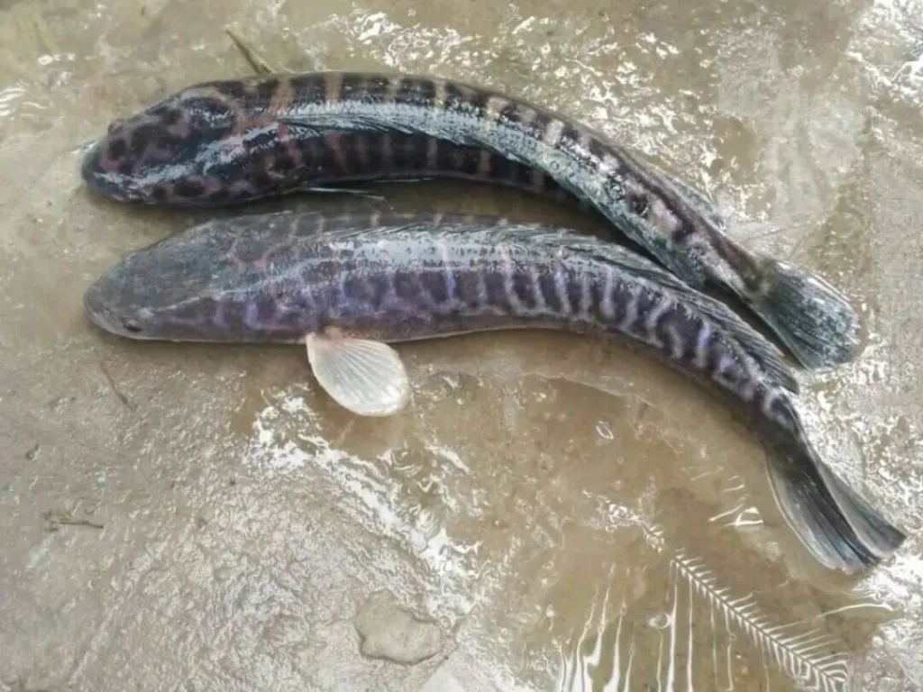 Nằm mơ thấy cá lóc điềm gì? Giải mã con số may mắn 8 Nằm mơ thấy bắt được cá lóc có ý nghĩa gì?