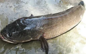 Nằm mơ thấy cá lóc nhảy lên bờ gắn với con số may mắn nào?