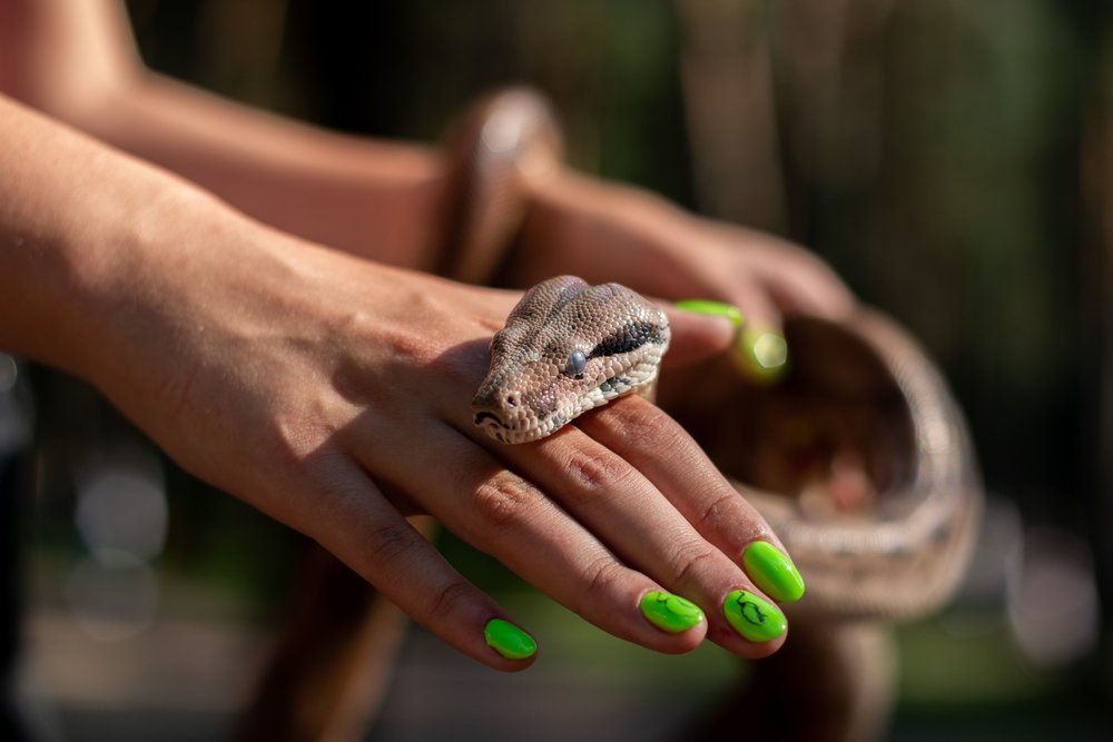Nằm mơ thấy rắn cắn vào tay - Ý nghĩa và con số may mắn 5 Mơ thấy rắn cắn vào tay mang ý nghĩa như thế nào?