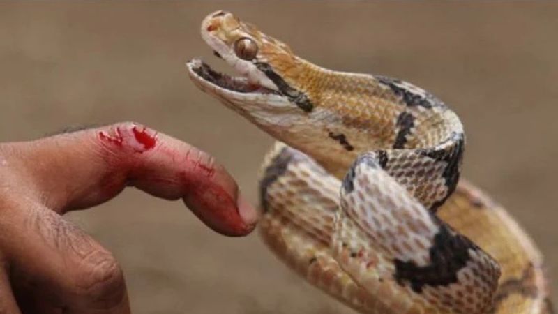 Nằm mơ thấy rắn cắn vào tay - Ý nghĩa và con số may mắn 6 Những con số may mắn khi nằm mơ thấy rắn cắn vào tay