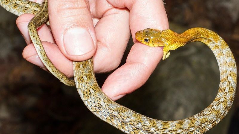 Nằm mơ thấy rắn cắn vào tay - Ý nghĩa và con số may mắn 7 Nằm mơ thấy rắn cắn vào tay và các con số may mắn kèm theo