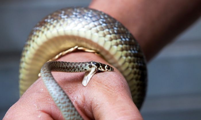 Nằm mơ thấy rắn cắn vào tay - Ý nghĩa và con số may mắn 8 Mơ rắn cắn tay nên đánh con gì?